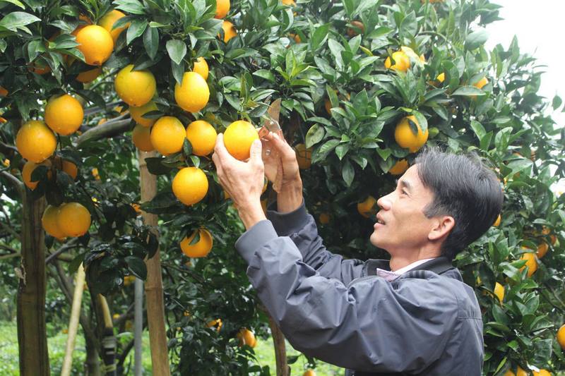 Mơ hái cam là một tín hiệu tích cực về sự tiến triển trong công việc
