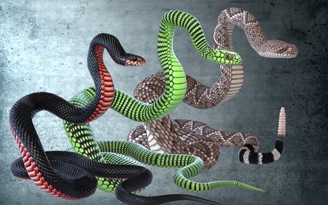 Mơ thấy 3 con rắn là lành hay dữ