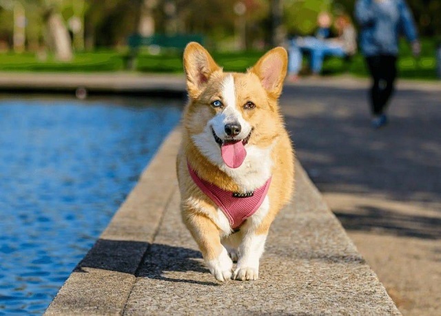 Mơ thấy chó mang lại may mắn cho người gặp