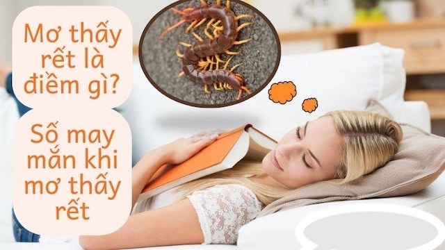 Cược thủ khi mơ thấy rết thì nên đánh con gì để trúng?