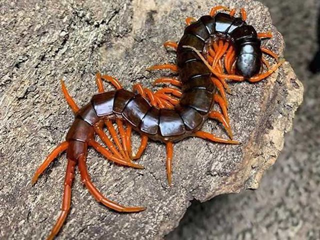 Điềm báo khi mơ thấy con rết rất lớn