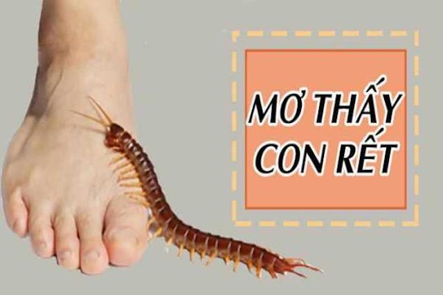 Giải mã ý nghĩa của giấc mơ thấy rết là điềm lành hay dữ?