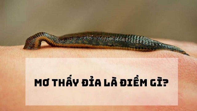 Dự báo tốt xấu về giấc mơ thấy Đỉa Dự báo tốt xấu về giấc mơ thấy Đỉa