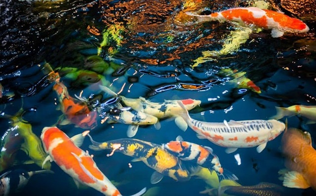 Mơ thấy cá bơi trong nước báo hiệu điềm may Mơ thấy cá bơi trong nước báo hiệu điềm may