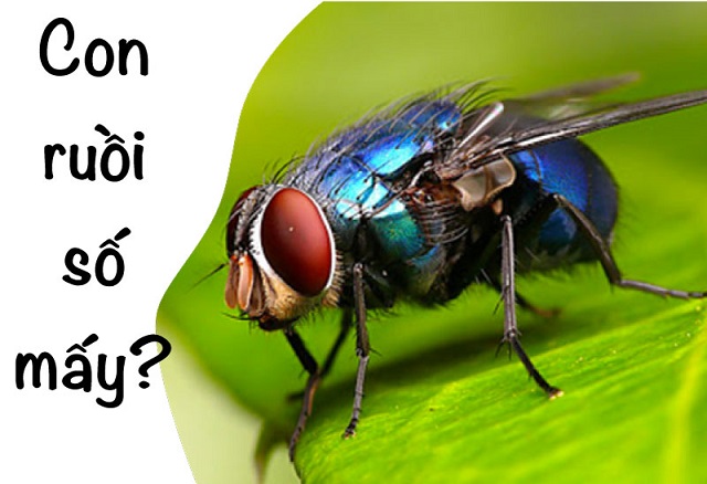 Mộng con ruồi số mấy là may mắn