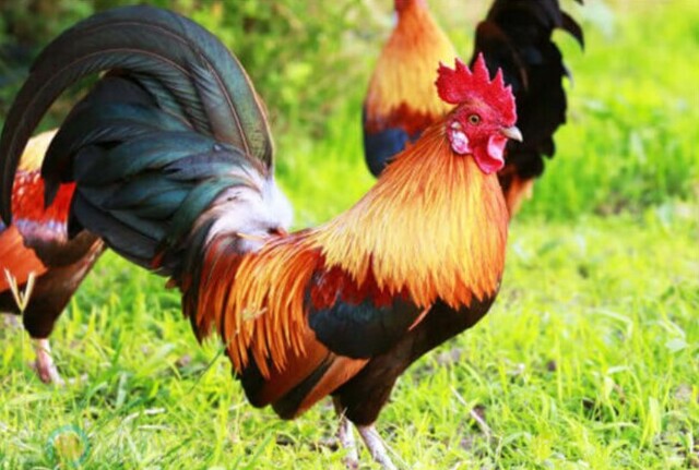 Gà là động vật vô cùng quen thuộc, gần gũi với đời sống thường nhật của chúng ta Gà là động vật vô cùng quen thuộc, gần gũi với đời sống thường nhật của chúng ta