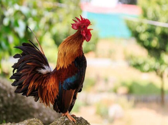 Mơ thấy gà được xem là giấc mơ phổ biến nhưng mang đến rất nhiều ý nghĩa khác nhau Mơ thấy gà được xem là giấc mơ phổ biến nhưng mang đến rất nhiều ý nghĩa khác nhau