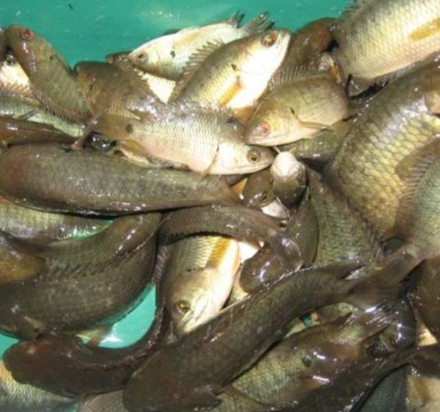 Chiêm bao thấy cá rô mang nhiều ý nghĩa khác nhau tùy thuộc vào bối cảnh