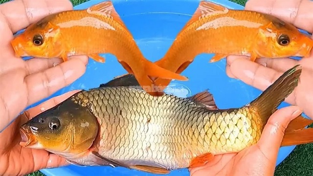 Nằm mơ thấy cá chép đánh con gì? Nằm mơ thấy cá chép đánh con gì?