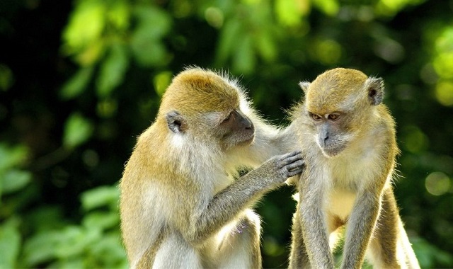 Trong mơ thấy khỉ ôm mình là dấu hiệu thiếu thốn tình cảm Trong mơ thấy khỉ ôm mình là dấu hiệu thiếu thốn tình cảm