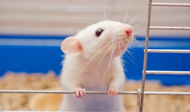 Giải mã chi tiết các trường hợp mơ thấy chuột phổ biến Giải mã chi tiết các trường hợp mơ thấy chuột phổ biến