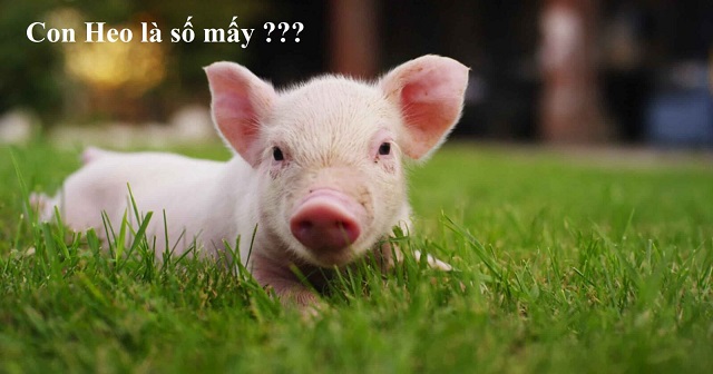 Mơ con heo số mấy may mắn?