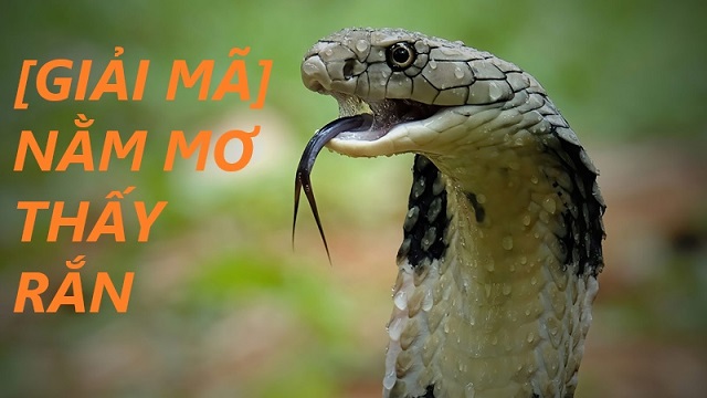 Mơ thấy rắn có ý nghĩa như thế nào? Mơ thấy rắn có ý nghĩa như thế nào?