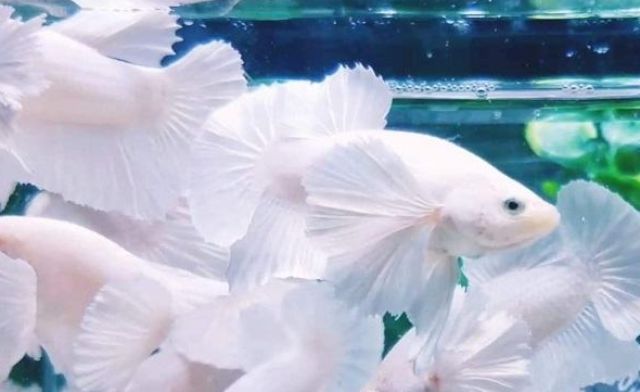 Giải mã chi tiết giấc mơ thấy cá trắng mang thông điệp gì? Giải mã chi tiết giấc mơ thấy cá trắng mang thông điệp gì?