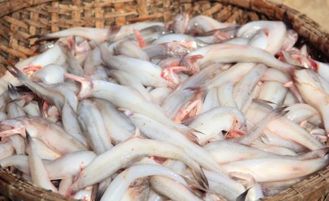 Thấy cá trắng trong mơ còn ẩn chứa con số tài lộc Thấy cá trắng trong mơ còn ẩn chứa con số tài lộc