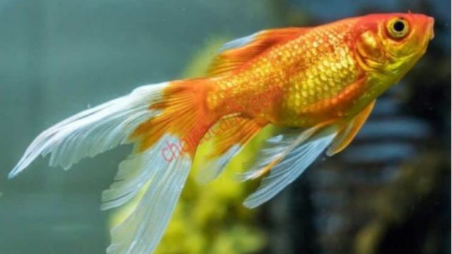 Tùy vào bối cảnh mà ý nghĩa điềm báo mơ thấy cá vàng sẽ khác nhau