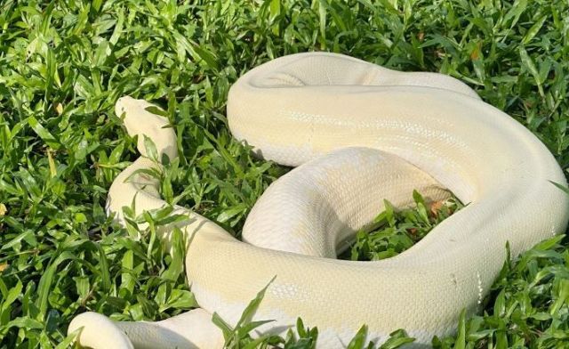Khám phá ngay ý nghĩa giấc mơ thấy trăn bạch mang điềm báo tốt hay xấu?