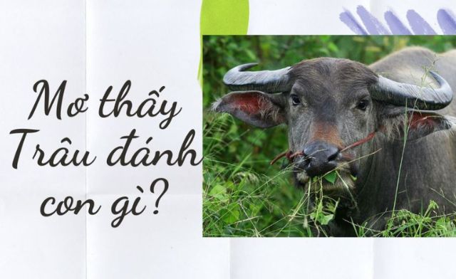 Khám phá ngay ý nghĩa giấc mơ thấy trâu đánh con gì - Tốt hay xấu