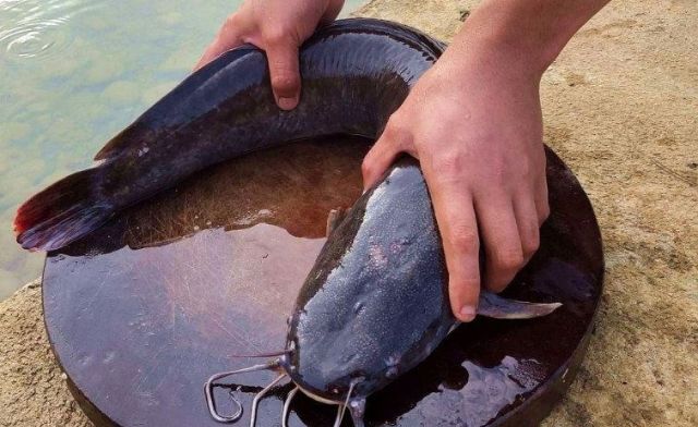 Mỗi giấc mơ về cá trê đen đều mang ý nghĩa, thông điệp khác nhau