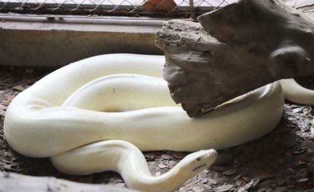Mỗi giấc mơ về trăn bạch đều mang ý nghĩa sâu sắc và điềm báo riêng biệt