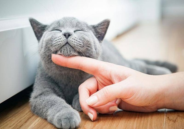 Nên đánh số nào khi mơ thấy mèo chết Nên đánh số nào khi mơ thấy mèo chết