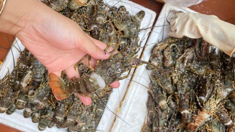 Mộng thấy tôm hùm nhỏ